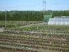 taimistoa2