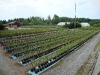 taimistoa5